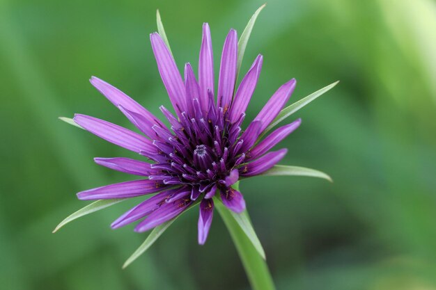 Photo close-up of pink flower