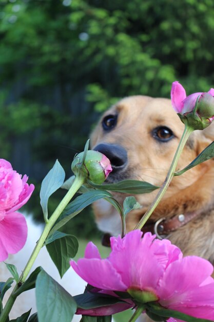 Foto prossimo piano di un fiore rosa