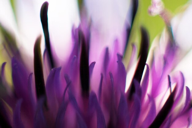 Foto close-up di un fiore rosa