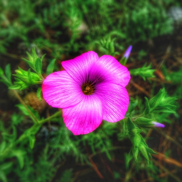 Close-up of pink flower