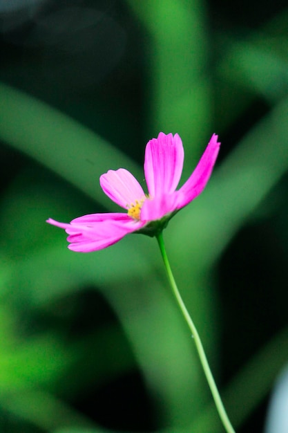 ピンクの花のクローズアップ
