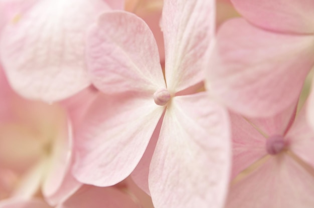 ピンクの花のクローズアップ