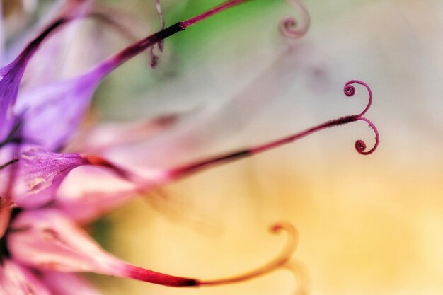 Close-up of pink flower