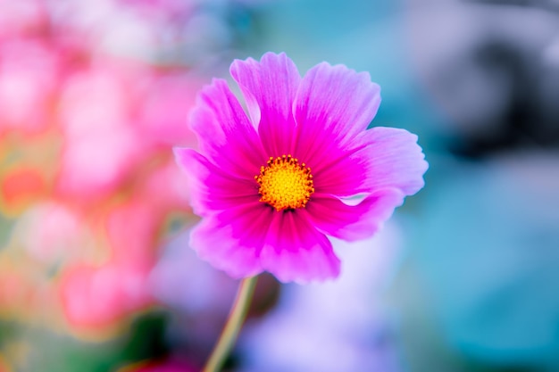 Close-up of pink flower