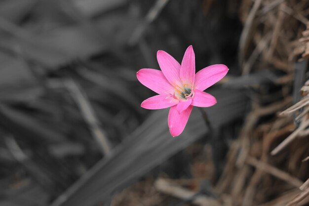 Foto close-up di un fiore rosa