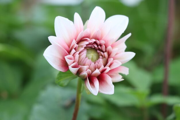 Close-up of pink flower