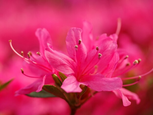 Close-up of pink flower