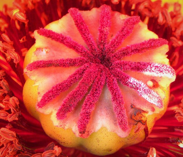 Close-up of pink flower