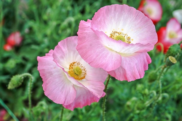 ピンクの花のクローズアップ