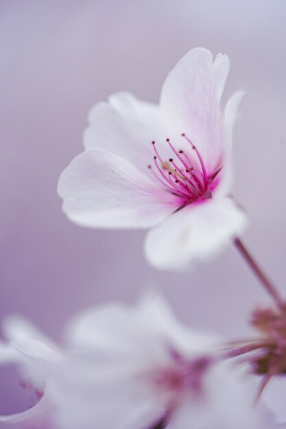 Foto close-up di un fiore rosa