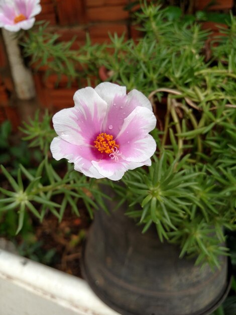 Close-up of pink flower