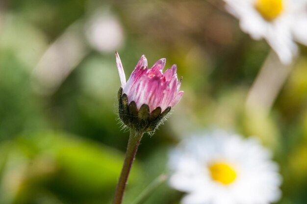 Close-up of pink flower