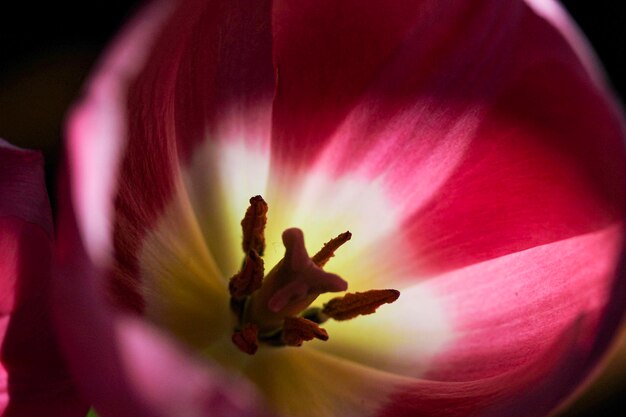 Photo close-up of pink flower