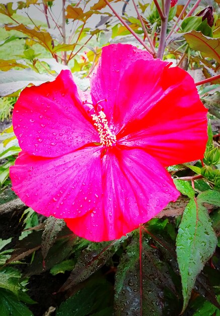 Close-up of pink flower