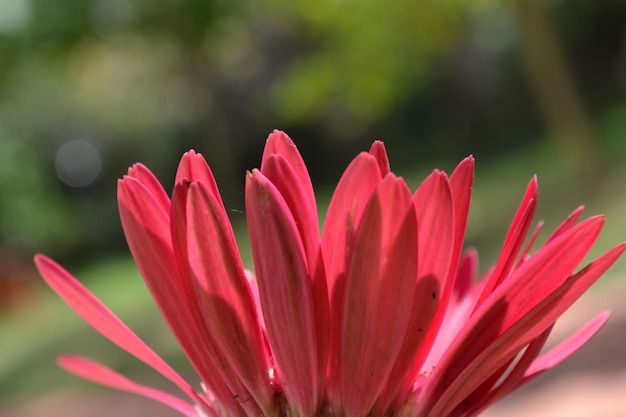 Foto close-up di un fiore rosa