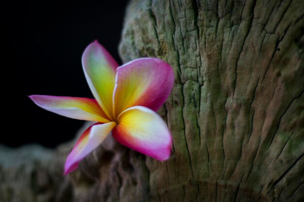 Foto close-up di un fiore rosa