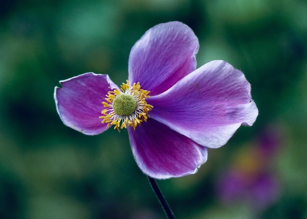 Close-up of pink flower