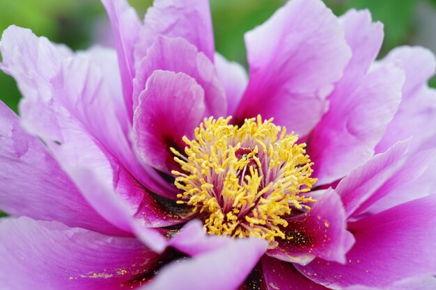 Close-up of pink flower