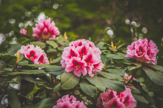 Foto close-up di un fiore rosa