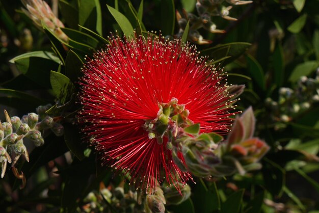 Photo close-up of pink flower