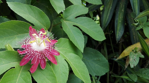 Close-up of pink flower