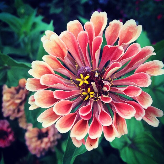 Photo close-up of pink flower