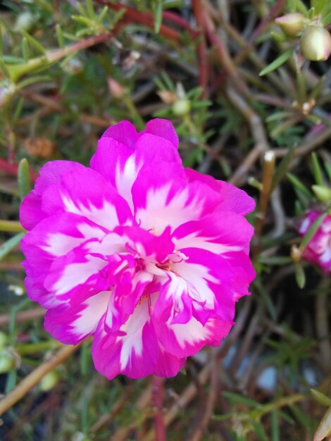 Foto close-up di un fiore rosa