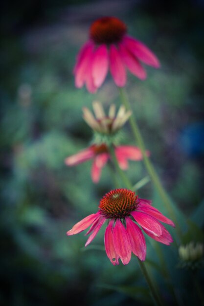 Close-up of pink flower