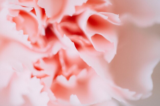 Close-up of pink flower