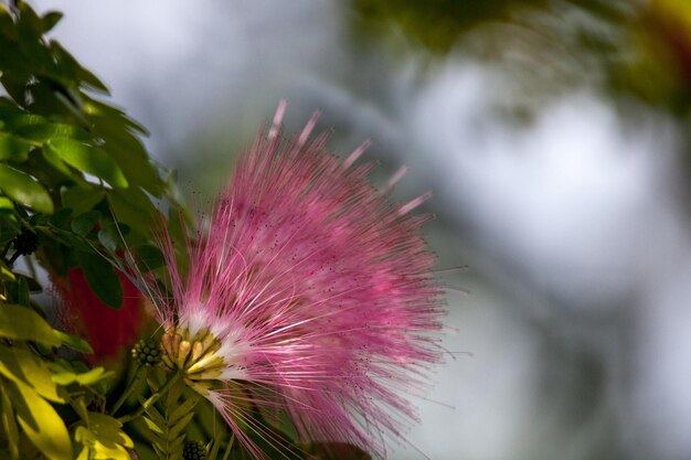 Photo close-up of pink flower