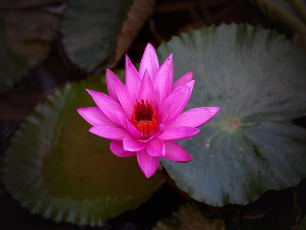 Foto close-up di un fiore rosa