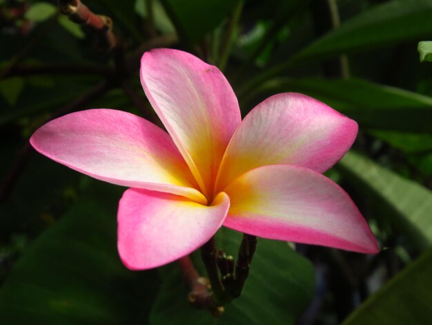 Foto close-up di un fiore rosa