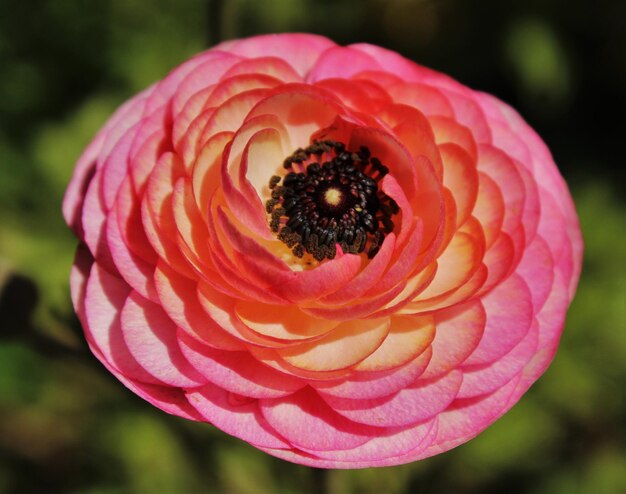 Foto close-up di un fiore rosa