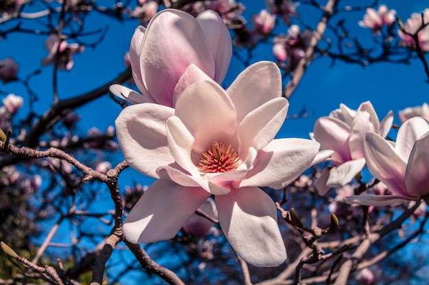 ピンクの花のクローズアップ