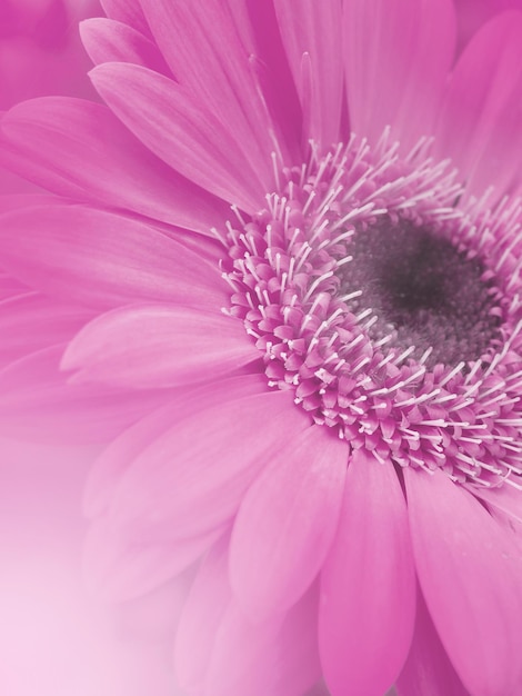 Foto close-up di un fiore rosa