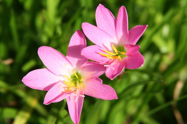 ピンクの花のクローズアップ