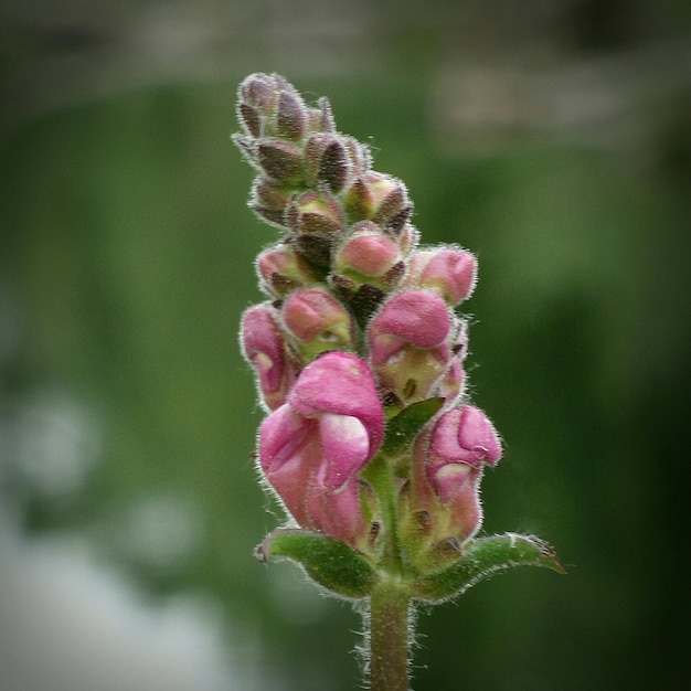 Photo close-up of pink flower