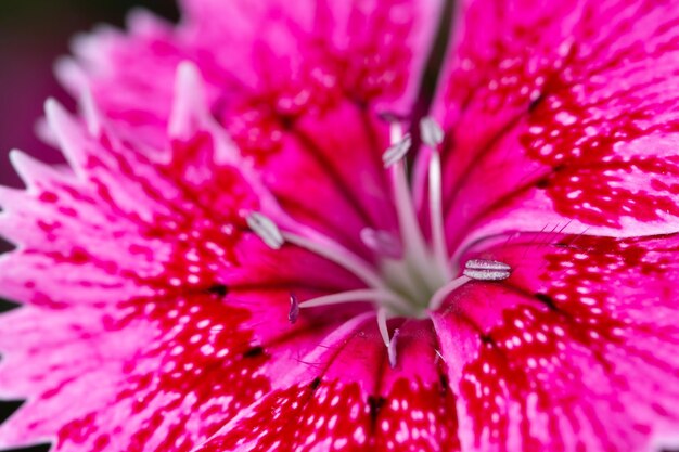 Photo close-up of pink flower