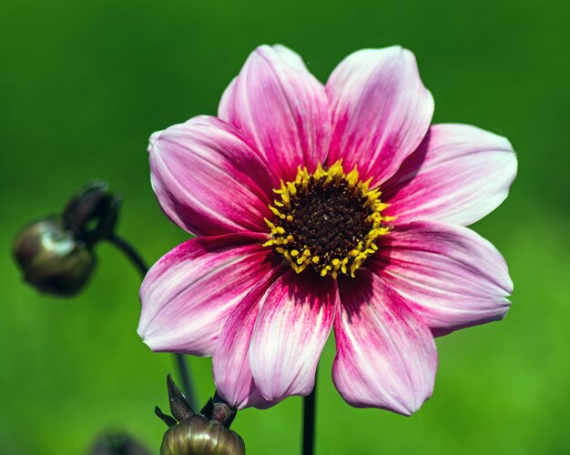 Photo close-up of pink flower