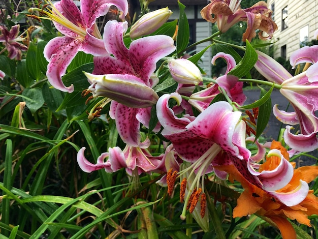 Photo close-up of pink flower