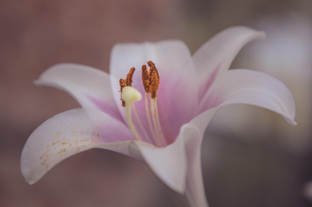 Close-up of pink flower