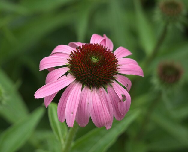 Close-up of pink flower