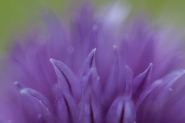 Close-up of pink flower