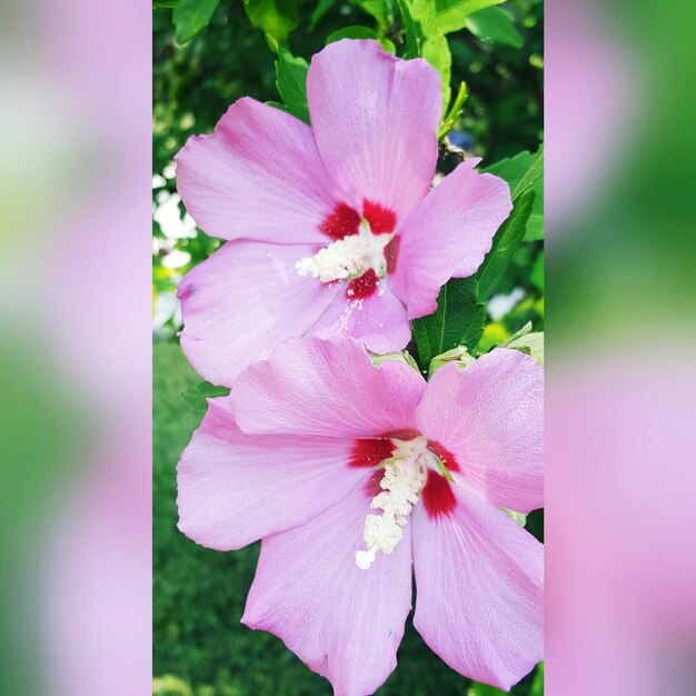 Close-up of pink flower