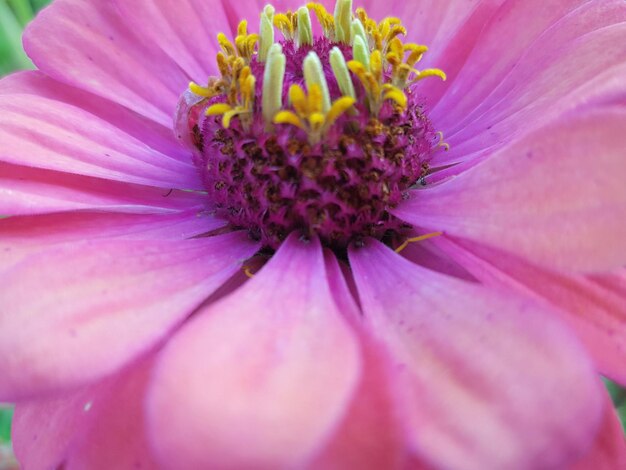 Close-up of pink flower