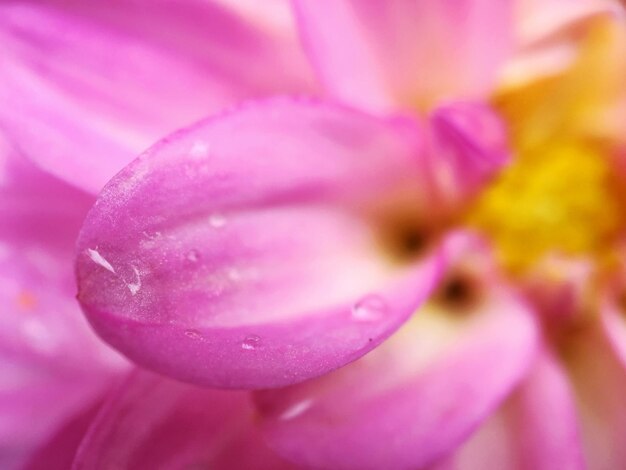 Photo close-up of pink flower