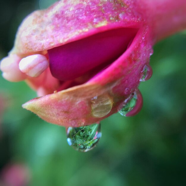 Close-up of pink flower