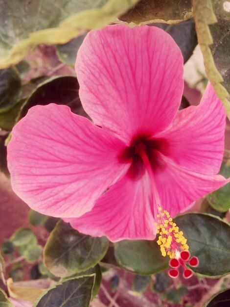 Foto close-up di un fiore rosa