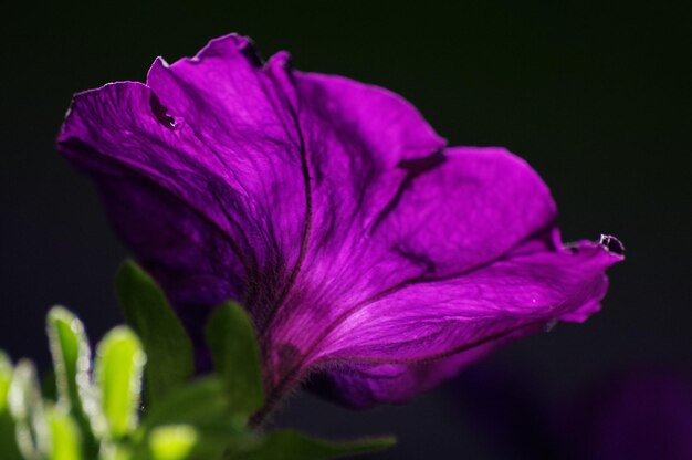 Close-up of pink flower