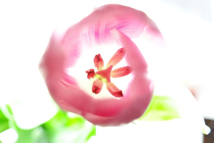 Photo 粉紅色花的近距離拍攝
